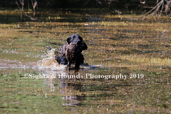 NEUSE RETRIEVER CLUB MAY 2019