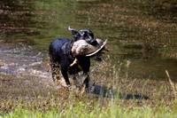 NEUSE RETRIEVER CLUB MAY 2019
