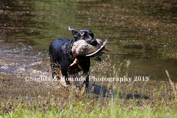NEUSE RETRIEVER CLUB MAY 2019