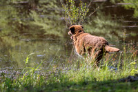 NEUSE RETRIEVER CLUB MAY 2019