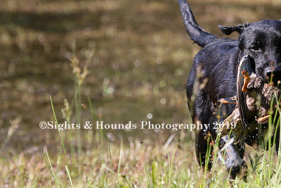 NEUSE RETRIEVER CLUB MAY 2019