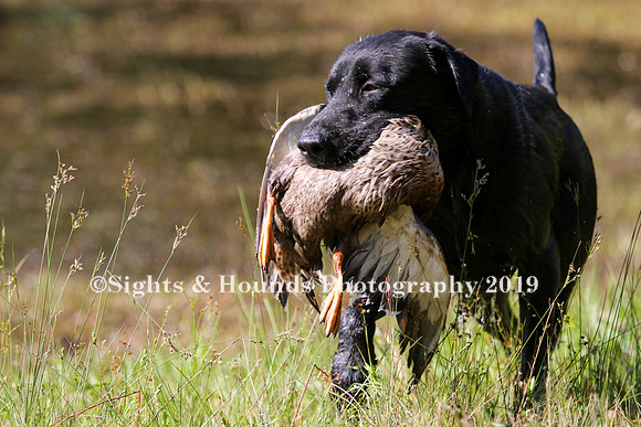 NEUSE RETRIEVER CLUB MAY 2019
