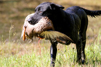 NEUSE RETRIEVER CLUB MAY 2019