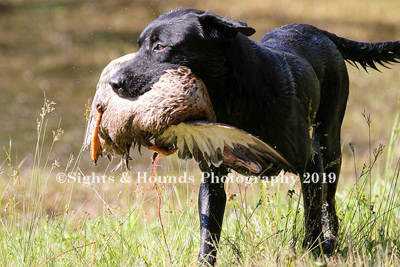 NEUSE RETRIEVER CLUB MAY 2019