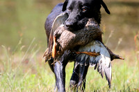 NEUSE RETRIEVER CLUB MAY 2019
