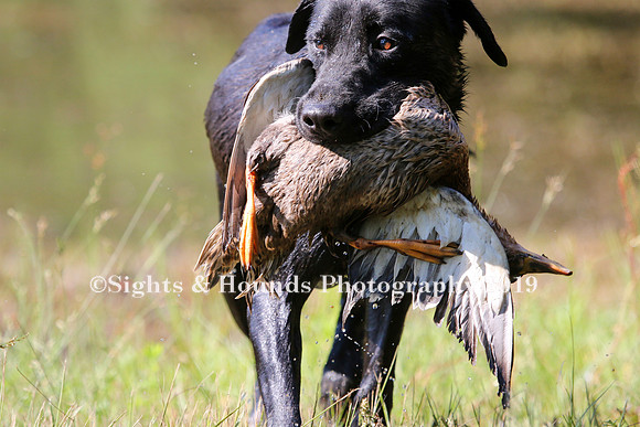 NEUSE RETRIEVER CLUB MAY 2019