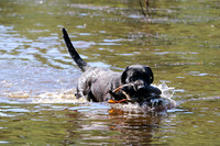 NEUSE RETRIEVER CLUB MAY 2019