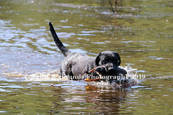 NEUSE RETRIEVER CLUB MAY 2019