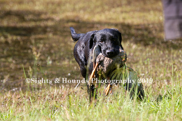 NEUSE RETRIEVER CLUB MAY 2019