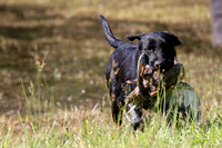 NEUSE RETRIEVER CLUB MAY 2019