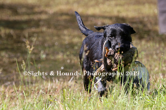 NEUSE RETRIEVER CLUB MAY 2019
