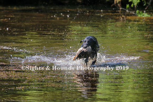 NEUSE RETRIEVER CLUB MAY 2019
