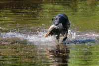 NEUSE RETRIEVER CLUB MAY 2019