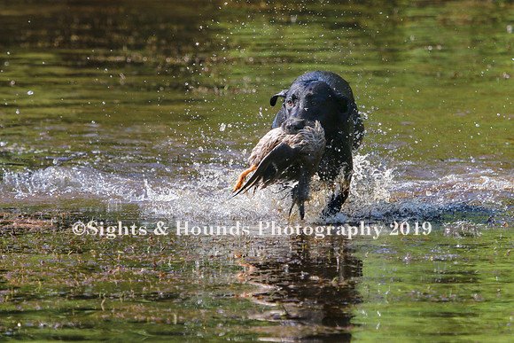 NEUSE RETRIEVER CLUB MAY 2019