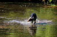 NEUSE RETRIEVER CLUB MAY 2019