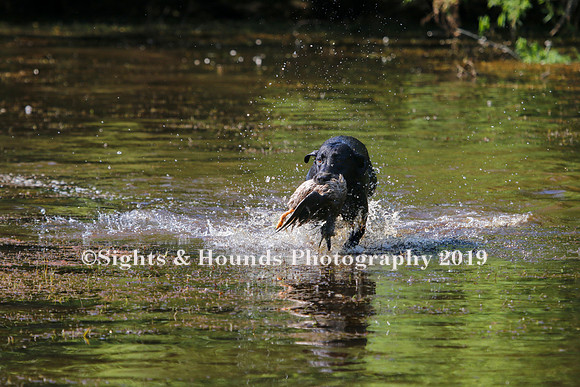 NEUSE RETRIEVER CLUB MAY 2019