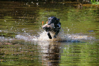 NEUSE RETRIEVER CLUB MAY 2019