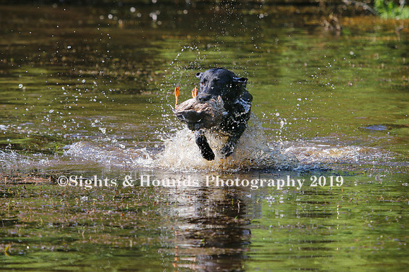 NEUSE RETRIEVER CLUB MAY 2019