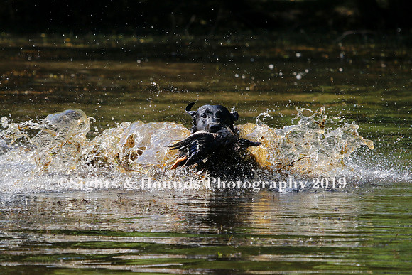 NEUSE RETRIEVER CLUB MAY 2019