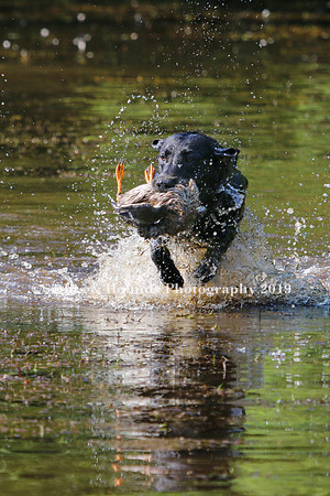 NEUSE RETRIEVER CLUB MAY 2019
