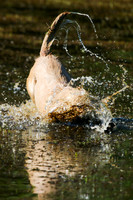 NEUSE RETRIEVER CLUB MAY 2019