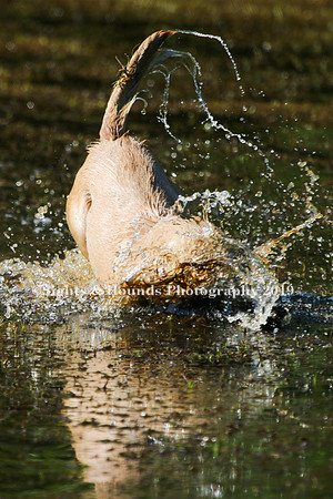 NEUSE RETRIEVER CLUB MAY 2019