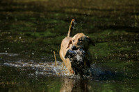NEUSE RETRIEVER CLUB MAY 2019