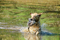 NEUSE RETRIEVER CLUB MAY 2019