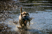 NEUSE RETRIEVER CLUB MAY 2019