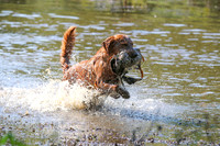NEUSE RETRIEVER CLUB MAY 2019