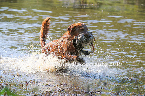 NEUSE RETRIEVER CLUB MAY 2019