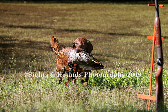 NEUSE RETRIEVER CLUB MAY 2019