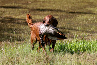 NEUSE RETRIEVER CLUB MAY 2019