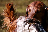 NEUSE RETRIEVER CLUB MAY 2019