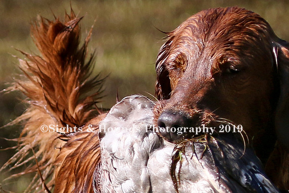 NEUSE RETRIEVER CLUB MAY 2019