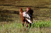 NEUSE RETRIEVER CLUB MAY 2019