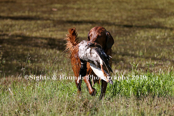 NEUSE RETRIEVER CLUB MAY 2019