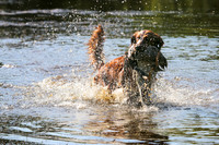 NEUSE RETRIEVER CLUB MAY 2019