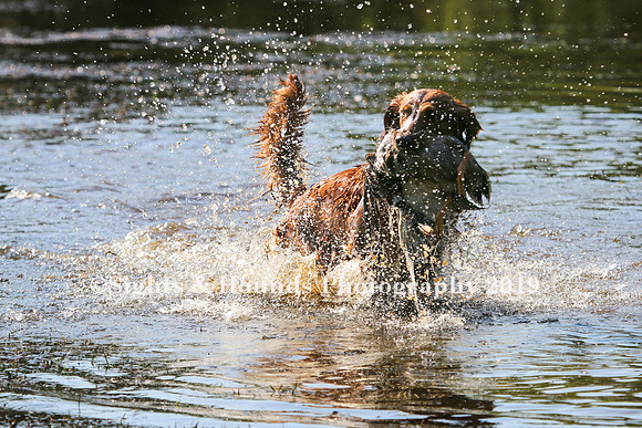 NEUSE RETRIEVER CLUB MAY 2019