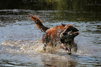 NEUSE RETRIEVER CLUB MAY 2019