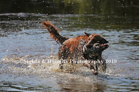 NEUSE RETRIEVER CLUB MAY 2019