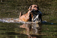 NEUSE RETRIEVER CLUB MAY 2019