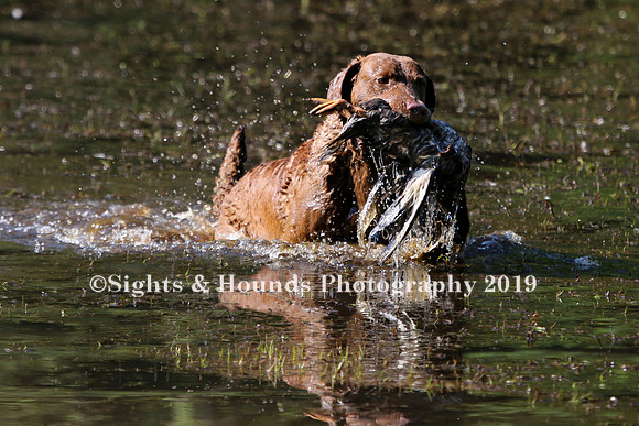 NEUSE RETRIEVER CLUB MAY 2019