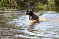 NEUSE RETRIEVER CLUB MAY 2019