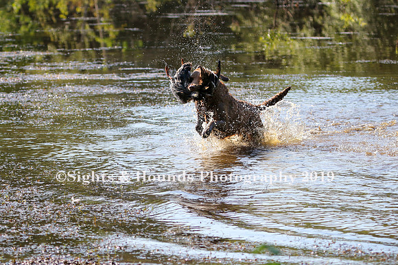 NEUSE RETRIEVER CLUB MAY 2019