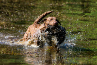 NEUSE RETRIEVER CLUB MAY 2019