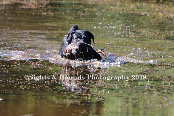 NEUSE RETRIEVER CLUB MAY 2019