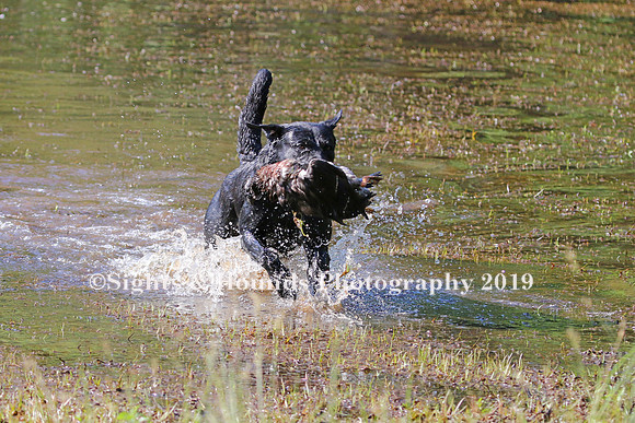 NEUSE RETRIEVER CLUB MAY 2019