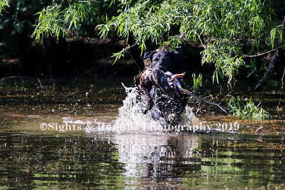 NEUSE RETRIEVER CLUB MAY 2019