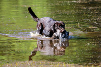 NEUSE RETRIEVER CLUB MAY 2019
